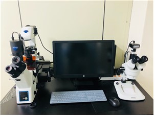 형광도립현미경 사진